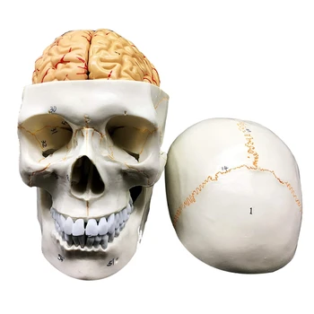 Žmogaus Kaukolė Su Galvos Smegenų Anatomijos Modelis 8-Dalis Gyvenimo Dydžio Anatomijos Mokslo Klasėje Tyrimo Ekranas Mokymo Modelį